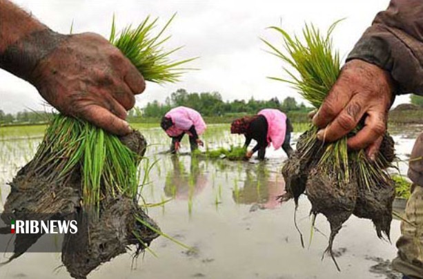 آمادگی شالیکاران گیلان برای کشت بذر امید در روزهای کرونایی
