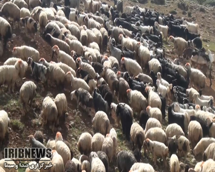 آواز زودهنگام کوچ عشایر + فیلم