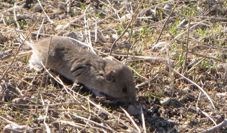 حیات وحش بومی ایران را بشناسید
