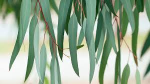 معجزه گیاه اکالیپتوس