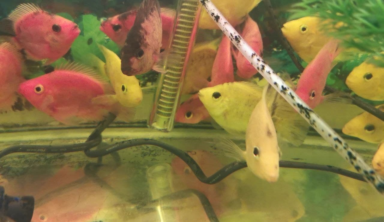 نگاهی به صنعت تولید ماهیهای زینتی درکرمانشاه نگاهی به صنعت تولید ماهیهای زینتی درکرمانشاه