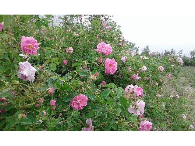 کاشت ۱۰ هزار اصله نهال گل محمدی در ساری