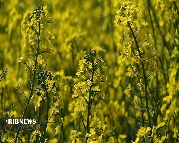 پیش بینی برداشت 5500تُن دانه روغنی کلزا در خراسان شمالی