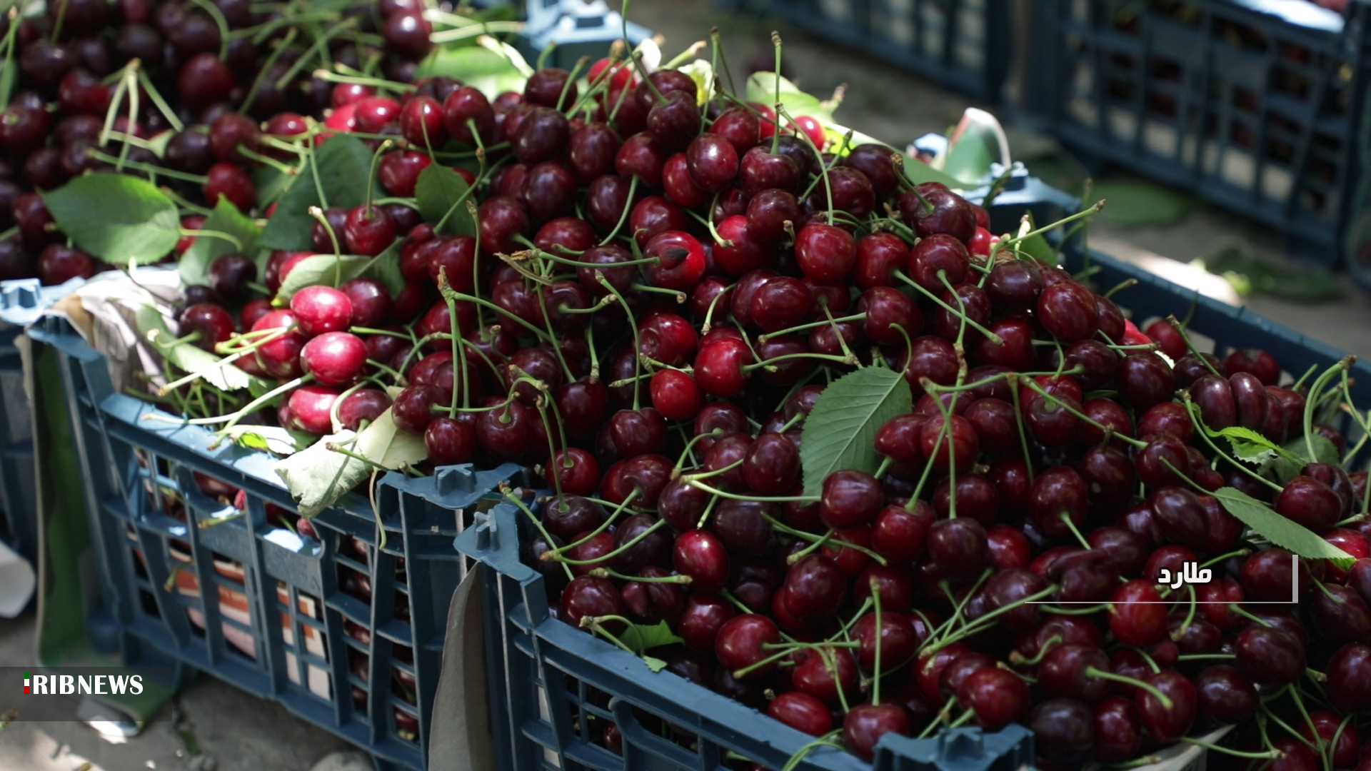 برداشت گیلاس از باغات ملارد برداشت گیلاس از باغات ملارد