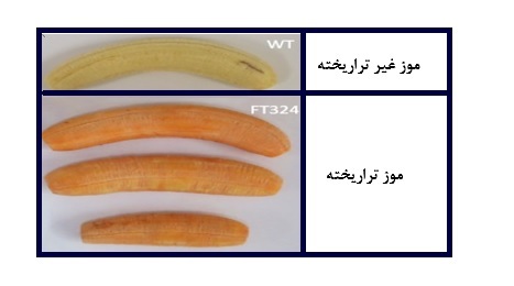 موز طلایی تراریخته