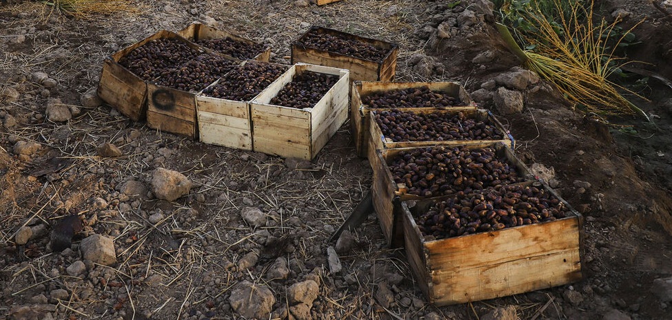 خرید خرمای استعمران آبادان