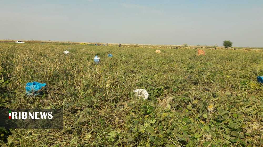 برداشت لوبیا در شوشتر برداشت لوبیا در شوشتر