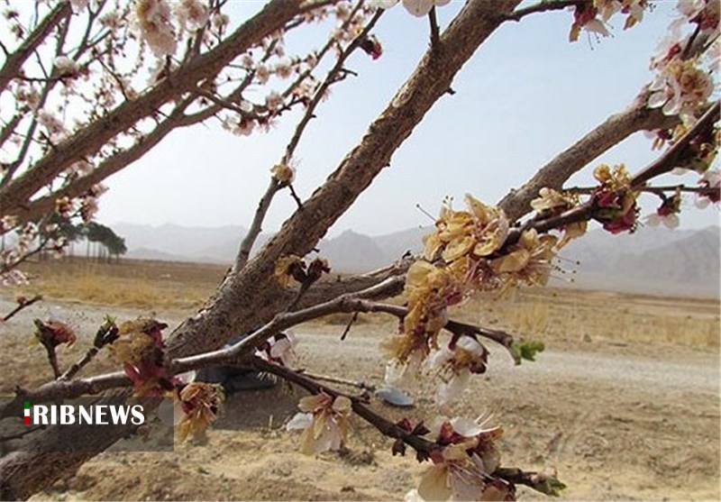 سرمازدگی بیش از ۲ هزار میلیارد ریال به محصولات کشاورزی همدان