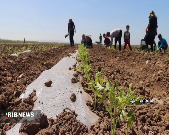 آغاز کاشت نشاء گوجه فرنگی