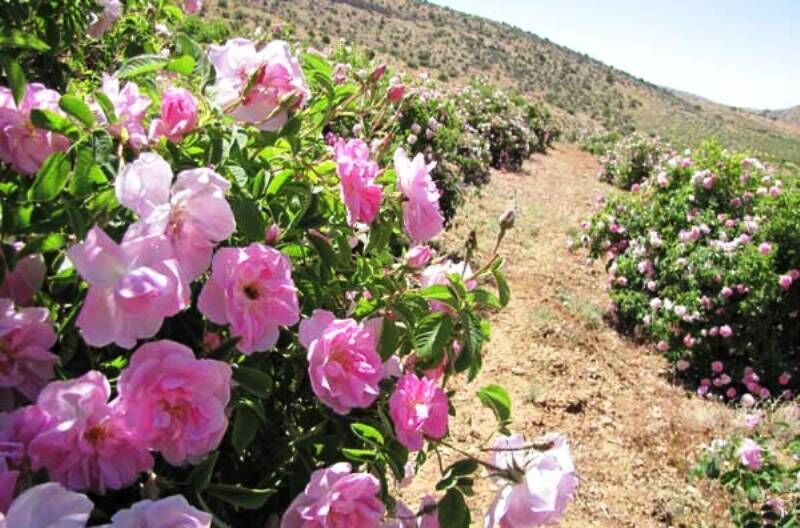 آغاز برداشت گل محمدی از سطح ۳۸ هکتار از مزارع مانه وسملقان