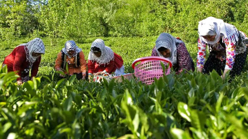 پرداخت ۸۸ درصدی مطالبات چایکاران گیلان و مازندران