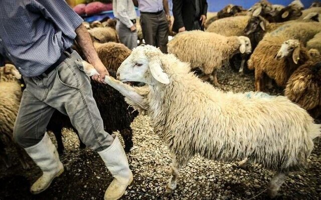 برخورد با عوامل عرضه و کشتار غیر مجاز دام زنده در مسجدسلیمان 