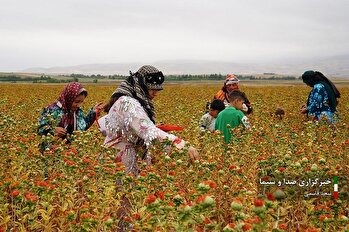 برداشت گلرنگ زراعی از مزارع اهر