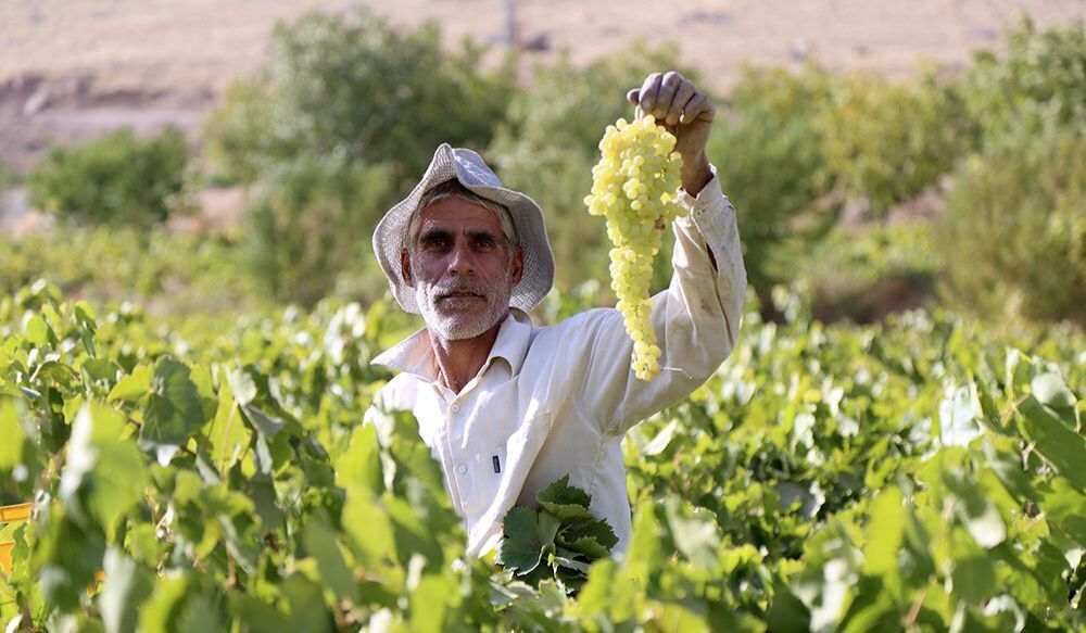 رتبه نخست خراسان شمالی در تولید انگور