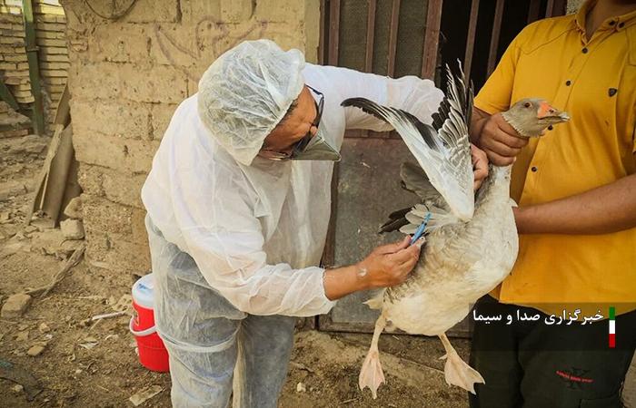 موردی از آنفلوآنزای فوق حاد پرندگان در لرستان مشاهده نشده است