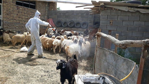 سمپاشی بیش از ۴۵ هزار رأس دام سبک و سنگین در شادگان