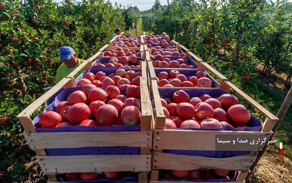 تولید سالانه ۴۰ هزار تن سیب در بروجرد تولید سالانه ۴۰ هزار تن سیب در بروجرد