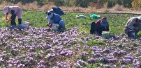 آغاز برداشت زعفران در زاوه