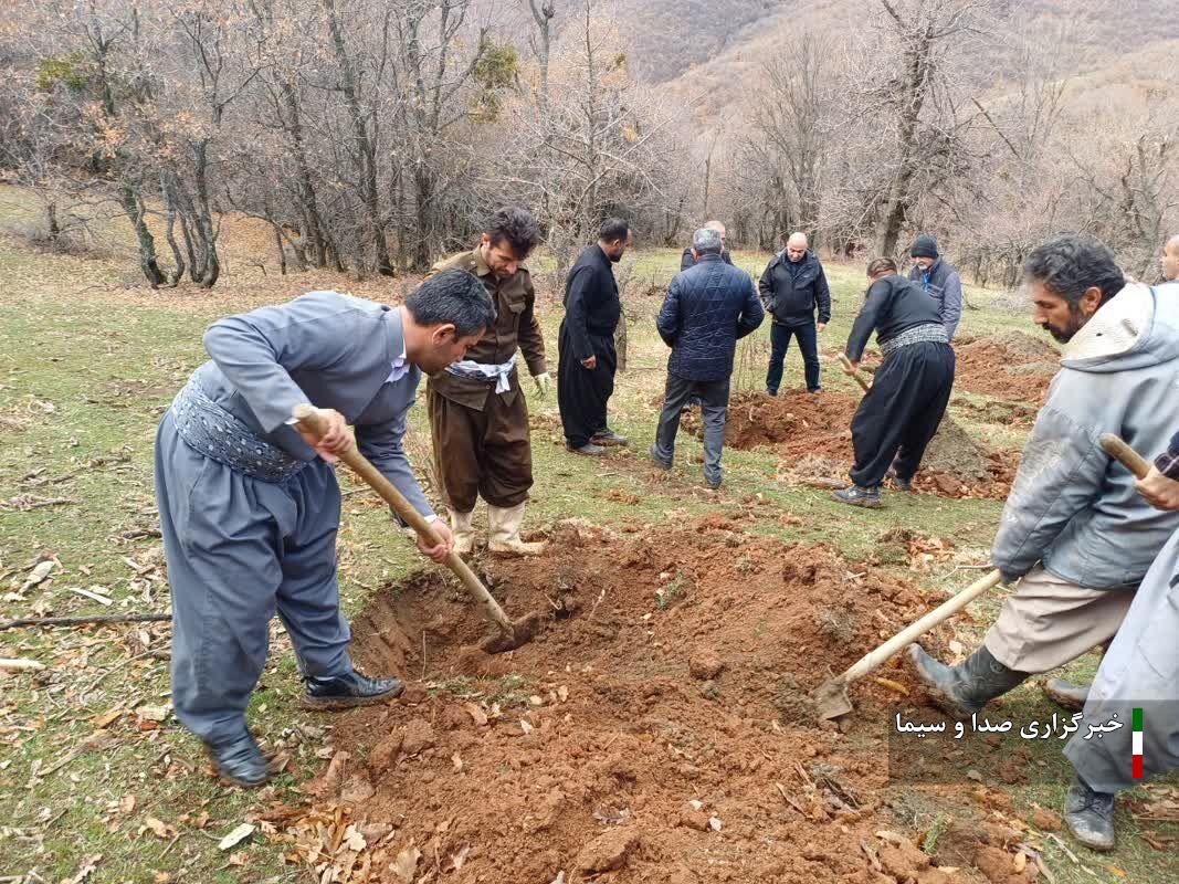 تداوم طرح نهال‌کاری در جنگلهای شهرستان میرآباد