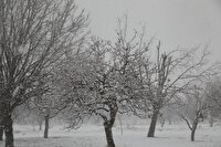 سرما همچنان مهمان قزوینی هاست