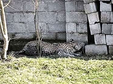 مشاهده یک قلاده پلنگ ایرانی در حیاط خانه روستایی در ماسال
