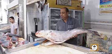 سفر به بازار ماهی فروشان بندرعباس