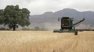 خرید ۲۵۰ هزار تن گندم از کشاورزان لرستانی
