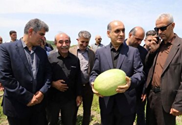 استاندار گیلان از مزارع قطب تولید هندوانه استان بازدید کرد