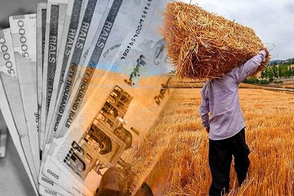 پرداخت ۱۰۰ درصد مطالبات کلزاکاران دزفول