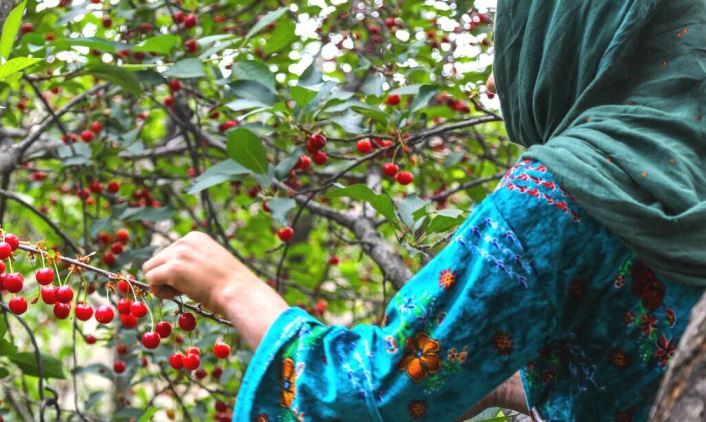 نسیم گیلان