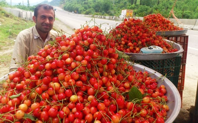 نسیم گیلان