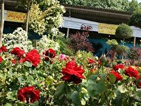 صادرات ۳۷ هزار گل زینتی از تنکابن به پنج کشور همسایه