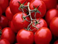 پیش‌بینی برداشت بیش از ۱۱ هزار تن گوجه فرنگی از مزارع طارم
