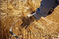 پیش بینی تولید ۳۳۰ هزار تن گندم در مزارع بیجار