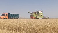 آغاز برداشت گندم در کدکن با ثبت ۶۰۰ تن در روز‌های نخست