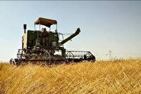 پیش بینی برداشت ۸۸۰ هزار تن گندم در استان