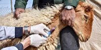مایه کوبی رایگان دام‌های گیلان علیه تب برفکی از دهم تیر