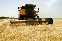 برداشت حبوبات در شهرستان کیار