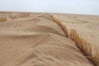اجرای طرح تثبیت شن‌های روان در شهرستان هیرمند