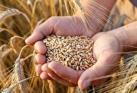 برداشت گندم از ۴۰ هزار هکتار از اراضی ابهر