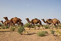 تولید ۳۲۰ تن گوشت در دومین قطب پرورش شتر کشور