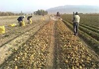 آغاز کشت سیب‌زمینی در چهارمحال و بختیاری