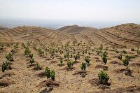 کنترل شن‌های روان اولویت مهم منابع طبیعی استان در بافق