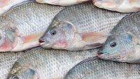 صادرات اولین محموله ماهیان قزل آلای آذربایجان شرقی به عراق
