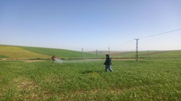 مبارزه با آفت سن گندم در اراضی آذربایجان شرقی