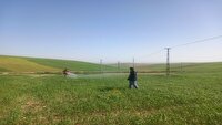 مبارزه با آفت سن گندم در اراضی آذربایجان شرقی