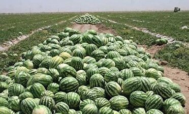 کشت هندوانه در ۳ هزار هکتار از مزارع گیلان