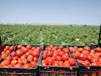 صادرات گوجه‌فرنگی کازرون به بازار‌های جهانی