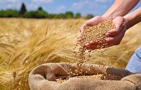 برداشت گندم استان قزوین به ۲۵۰ هزار تن افزایش می‌یابد