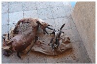 کشف لاشه کل وحشی و شناسایی مظنونان در خوی